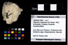 Foto (Objekt + Etikett) von Pithonoton marginatum (von Meyer, 1842)  (NHMW-GEO-1990-0041-2982)